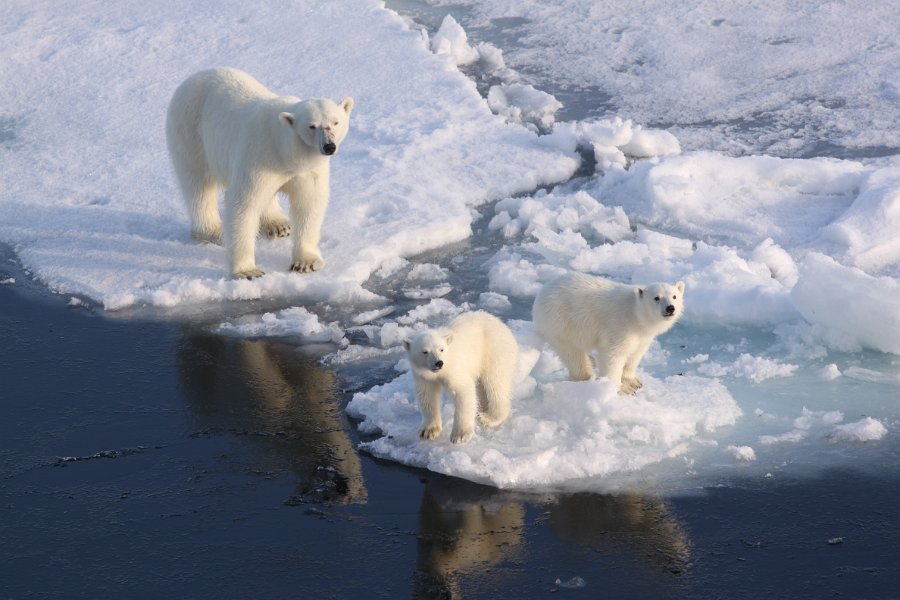 20190715_030_CAN three polar bear